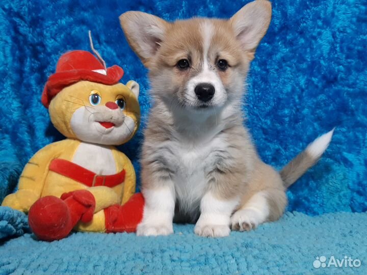 Вельш-корги Пемброк щенки