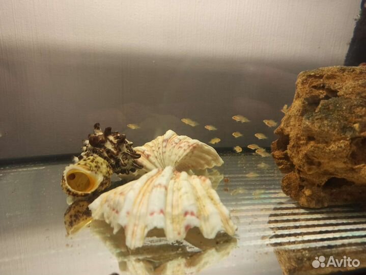 Аквариумные рыбки (дельфины)