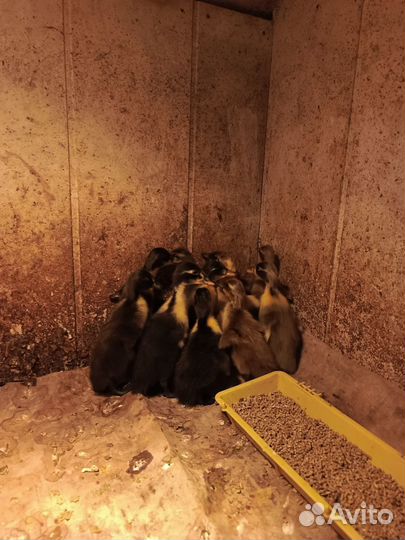 Утки индийский бегунок, утята