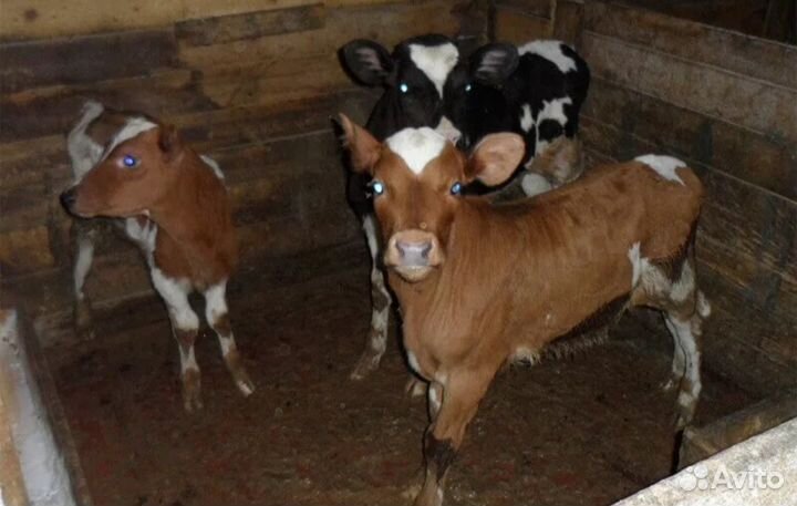 Бычки телята