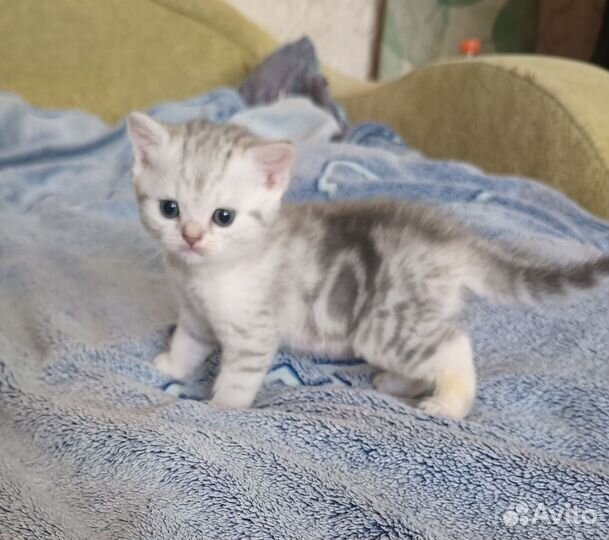 Британские котята