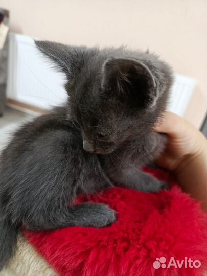 Котята в добрые руки бесплатно