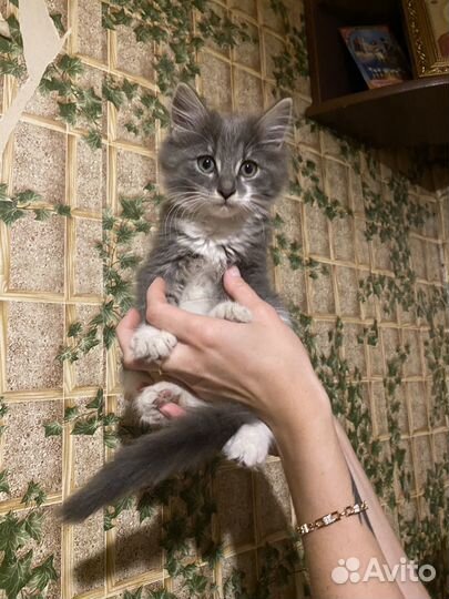 Кошка в дар