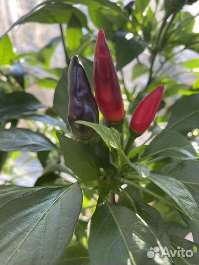 Перчик острый сорт Огонек семена