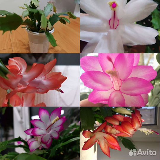 Декабрист шлюмбергера 5 цветов в одном стаканчике