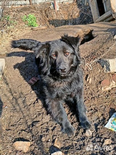 Сэмик в добрые руки