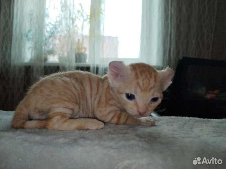 Котята сфинкс эльф