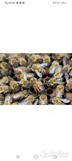 Пчелы карника