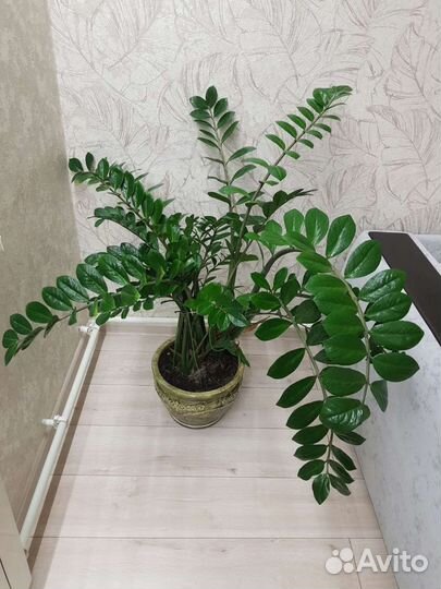 Замиокулькас