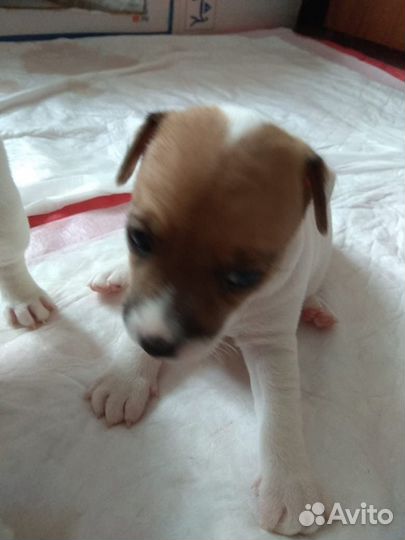 Джек расл терьер щенки