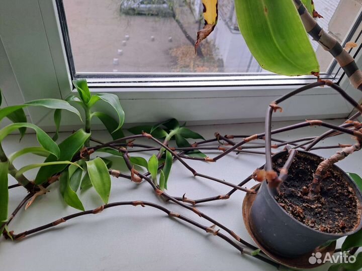 Цветок золотой ус