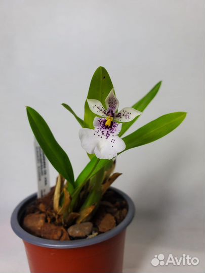 Редкая орхидея caucaea phalaenopsis