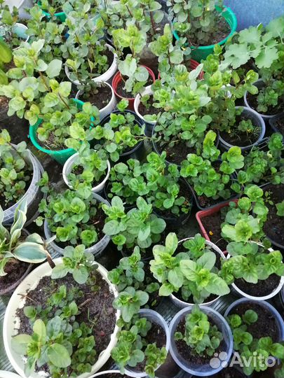 Растения для сада