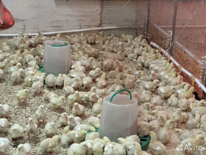 Суточный и подрощенный бройлер и индюк. Импорт