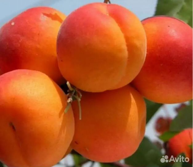 Саженцы средне рослого абрикоса Принц Март