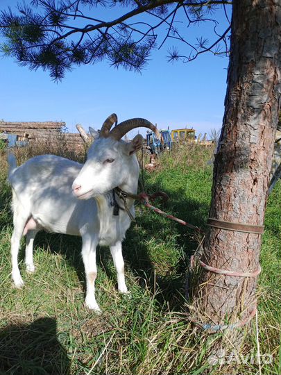 Продам козу