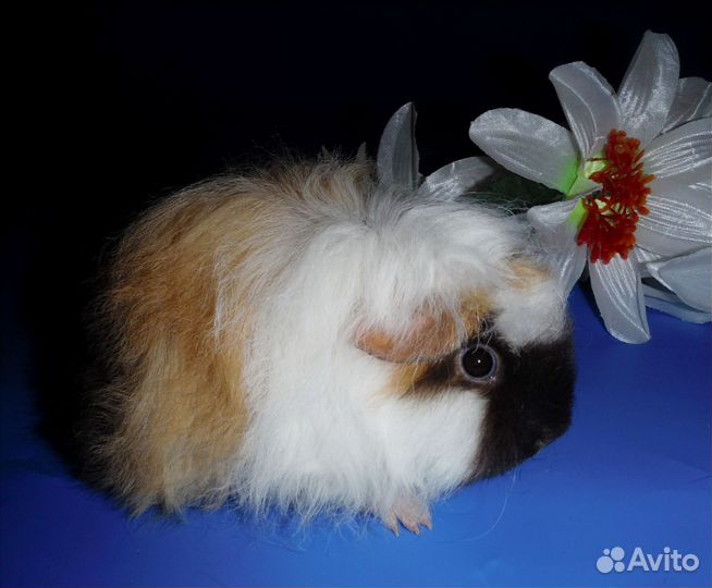 Морские свинки мерино и коронет