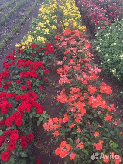 Саженцы Роз