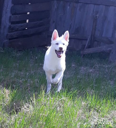 Хаски белый