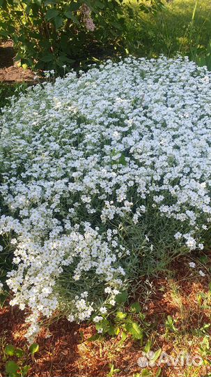 Ясколка почвопокровник