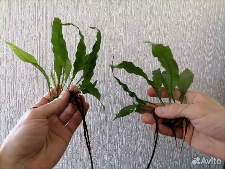 Папоротник таиландский (Microsorum pteropus)