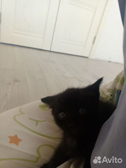 Котята