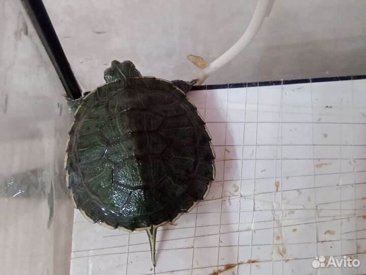 Красноухая черепаха