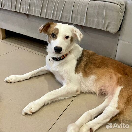 Особенная собачка спинальница в добрые руки