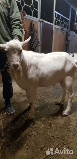 Зааненский козел