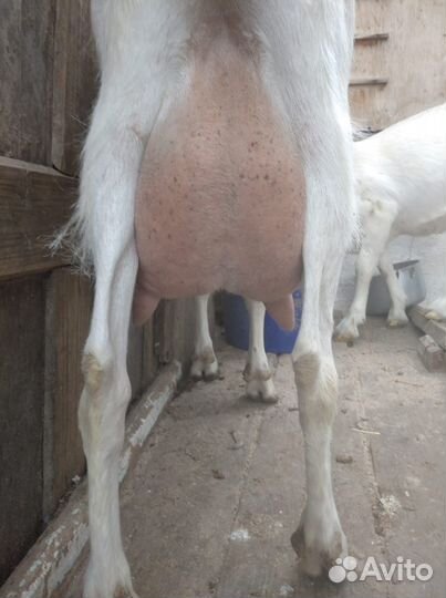 Коза молочная