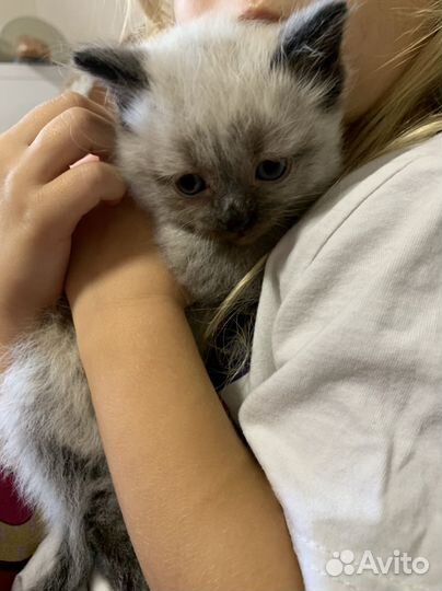 Кошки бесплатно