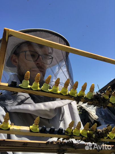 Матки и пчелопакеты карпатка. Вывод:Калязин