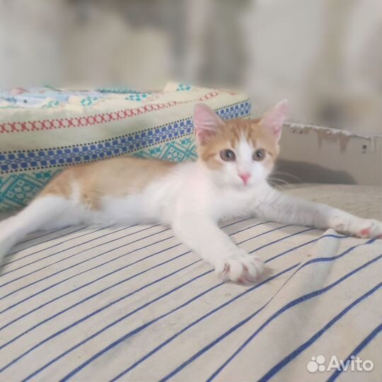 Котенок девочка с пушистым хвостиком в добрые руки