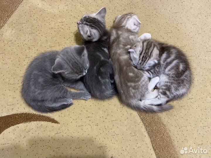 Купить Шотландского котенка