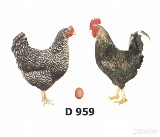 Доминант Д959 крапчатый