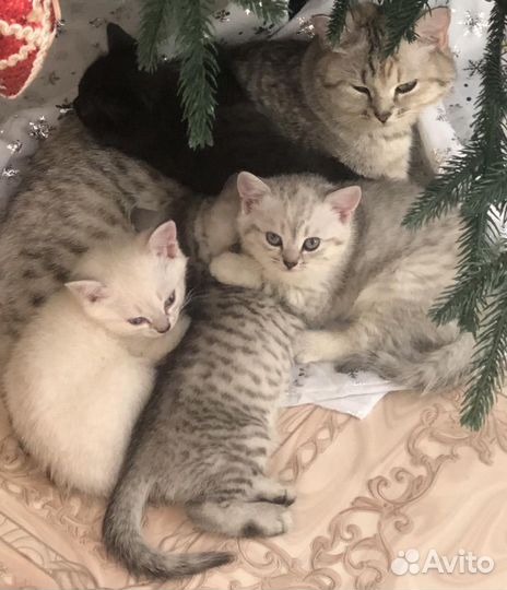 Котята от британской шиншиллы