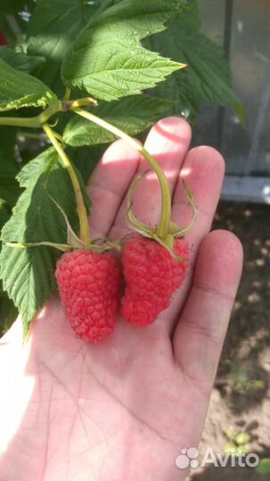 Саженцы малины,сорт геракл