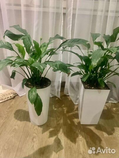 Спатифиллум