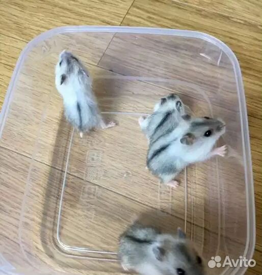 Джунгарский хомяк