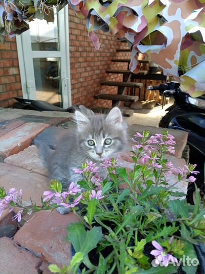 Кошка в дар бесплатно