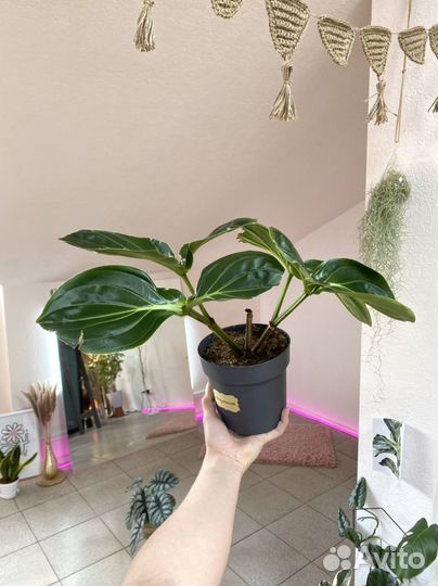 Комнатные растения