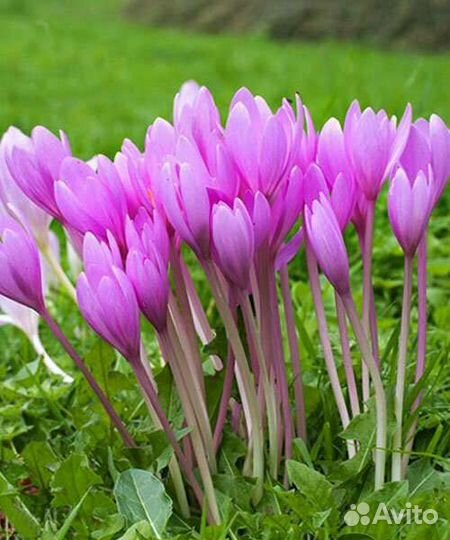 Многолетнии цветы и кустарники