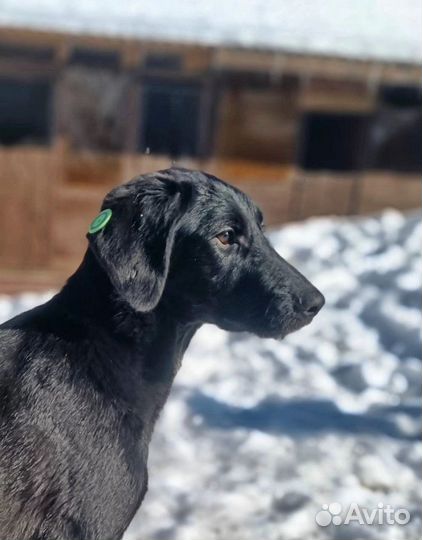 Ищут дом замечательные щенки подростки лабрадора +