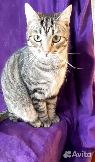 Кот ищет дом
