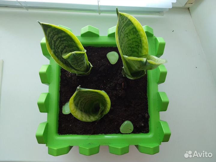 Сансинвьерия сортовая низкая