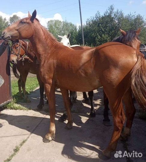 Жеребчик и кабылка по 1.5 года