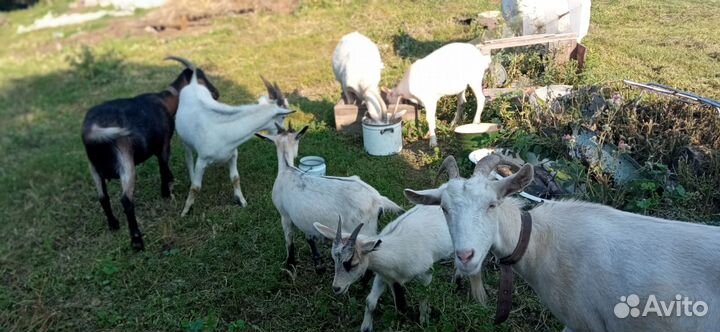 Продаю молодых коз 2-3 года и козлят