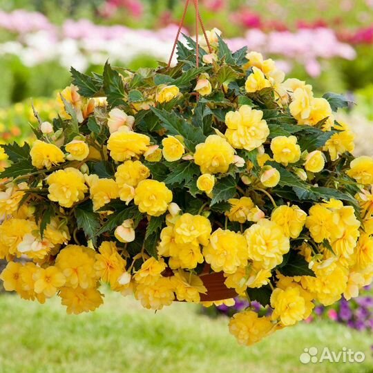 Бегония Беллекония