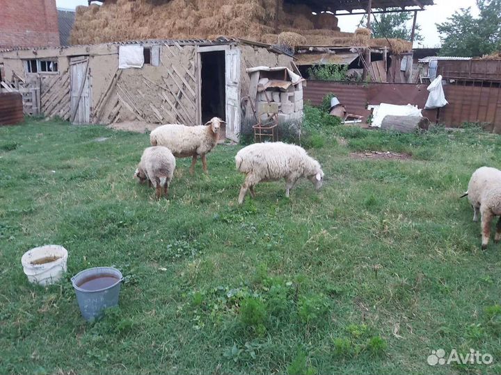 Овцы бараны