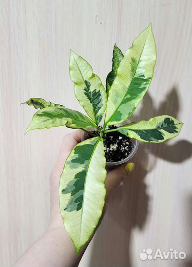 Домашние цветы